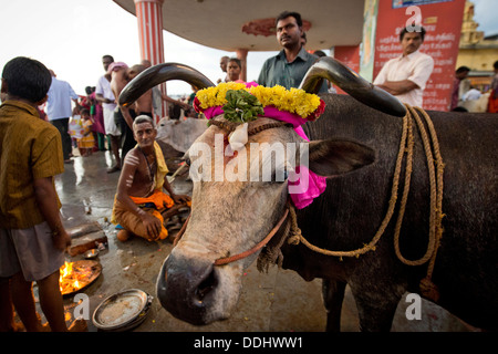 Holy Cow, prêtre hindou avec les pèlerins pendant un rituel du feu à l'Agni Theertham Ghat Banque D'Images