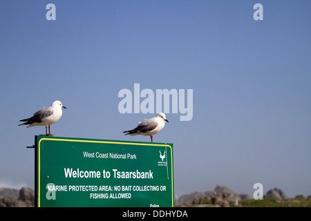 La mouette de Hartlaub deux ou roi des goélands, (Chroicocephalus hartlaubii) perché sur Tsaarsbank sign in West Coast National Park. Banque D'Images