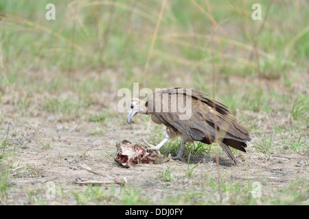 Hooded Vulture (Necrosyrtes monachus) se nourrissant d'une carcasse de Parc National de la Pendjari - Bénin Banque D'Images