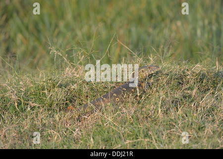 L'eau du Nil - moniteur Leguaan (Varanus niloticus - Lacerta moniteur - Lacerta nilotica) dans l'herbe le Masai Mara