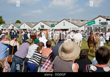 Personnes visiteurs regardant défilé d'exposition de bétail en été Great Yorkshire Showground Harrogate North Yorkshire Angleterre Royaume-Uni GB Grande-Bretagne Banque D'Images