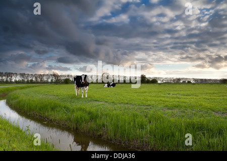 Beau ciel de pâturage avec des bovins en été Banque D'Images