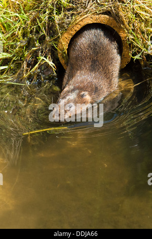 Un Campagnol de l'eau entrant dans l'eau Banque D'Images