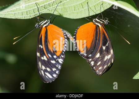 Une paire d'accouplement Longwings Tigre Banque D'Images