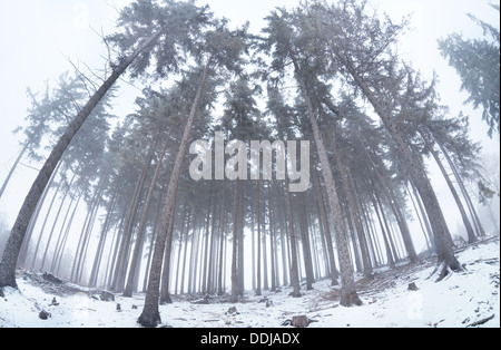 Vieille forêt de conifères en hiver brouillard, Harz Banque D'Images