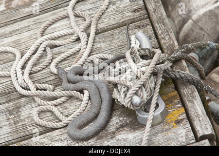 Un serpent d'eau se trouve à l'aide d'une corde sur un quai au quai de la baie de Plaisance à Sandusky, Ohio Banque D'Images