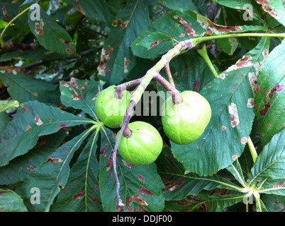 Le marronnier d'Inde (Aesculus indica) Photo Tony Gale Banque D'Images