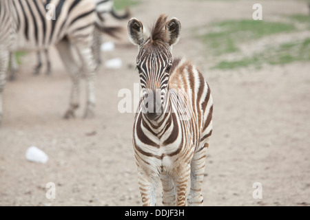 Un zèbre promenades au African Safari Wildlife Park à Port Clinton, Ohio Banque D'Images