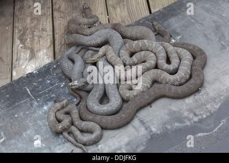 Les serpents d'eau se trouve sur un quai au quai de la baie de Plaisance à Sandusky, Ohio Banque D'Images