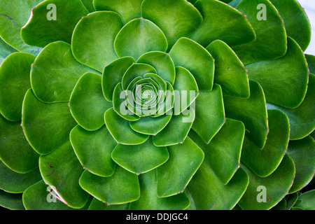 Sempervivum poules et poussins plante succulente closeup Banque D'Images