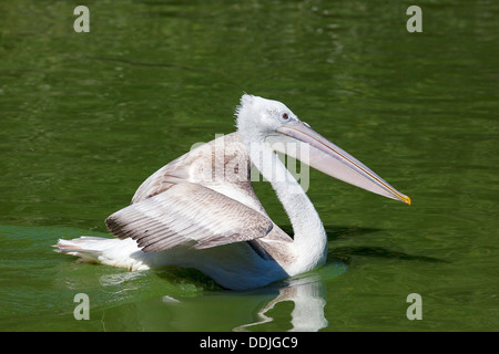 Le pélican blanc natation sur un lac Banque D'Images