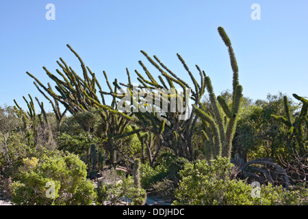 Octopus arbres au bord de la Forêt épineuse dans la région aride du sud-ouest de Madagascar. Banque D'Images