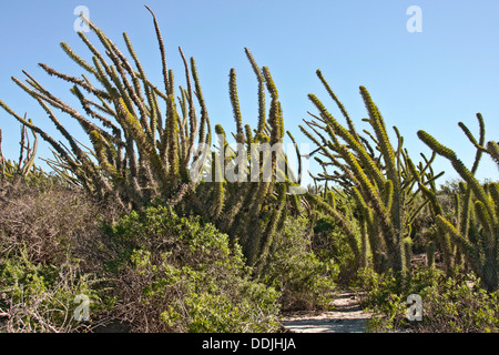 Octopus arbres au bord de la Forêt épineuse dans la région aride du sud-ouest de Madagascar. Banque D'Images