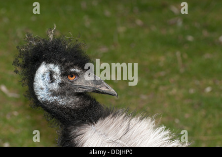 L'UEM (Dromaius novaehollandiae) portrait Banque D'Images