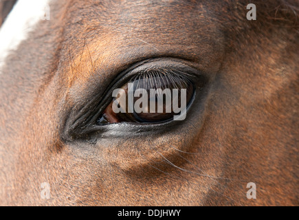 L'œil des chevaux close up, Newmarket Suffolk UK Banque D'Images