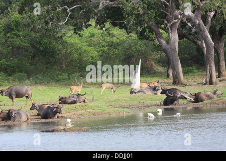 Un ensemble de buffles d'eau, un alligator, cerfs, etc., dans le parc national de Yala au Sri Lanka Banque D'Images