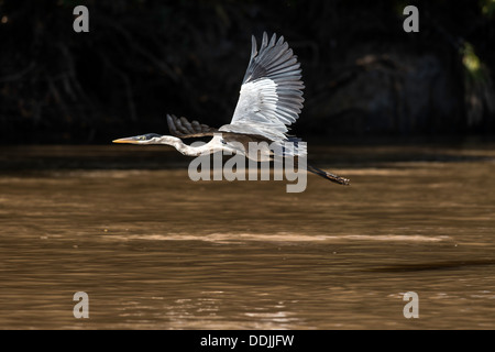 Ardea cocoi Héron Cocoi en vol trois frères river Pantanal Mato Grosso Brésil Amérique du Sud Banque D'Images