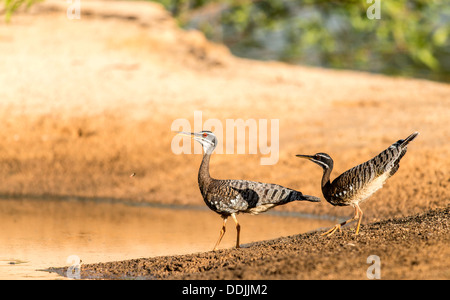 Sunbittern Eurypyga helias Araras Eco Lodge Pantanal Mato Grosso Brésil Amérique du Sud Banque D'Images