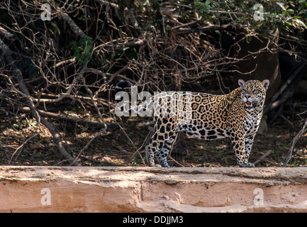 Jaguar (Panthera onca) Les trois frères dans la rivière Porto Jofre Pantanal Mato Grosso Brésil Amérique du Sud Banque D'Images