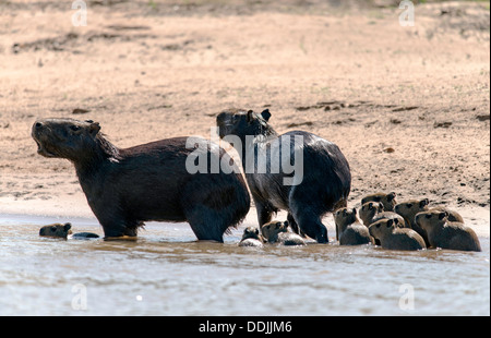 Famille de Capybara (Hydrochoerus hydrochaeris) dans les trois frères river Porto Jofre Pantanal Mato Grosso au Brésil Banque D'Images