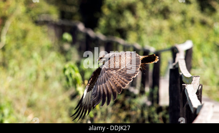 Les oiseaux du Pantanal Rostrhamus sociabilis Snail Kite en vol à Araras Eco Lodge Pantanal Mato Grosso Brésil Amérique du Sud Banque D'Images