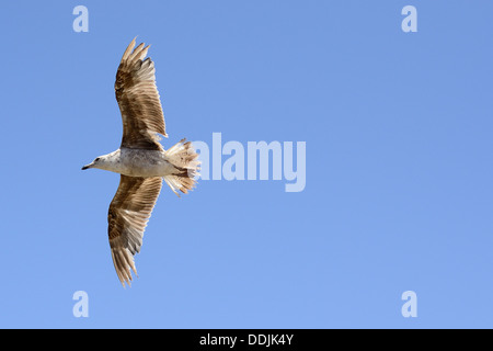 Seagull flying avec ailes déployées pleinement Banque D'Images