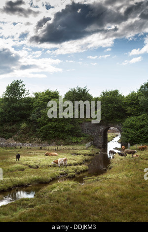 Le pâturage du bétail sur les rives d'un fleuve sous viaduc ferroviaire Duirnish, Wester Ross, Scotland Banque D'Images