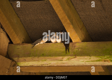 Hirondelle des adultes jeunes affamés d'alimentation sur faisceau dans l'ancienne grange à golden morning light Banque D'Images