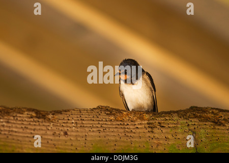 Swallow (Hirundo rustica) perché sur poutre infestée woodworm golf polo dans ancienne grange à golden morning light Banque D'Images