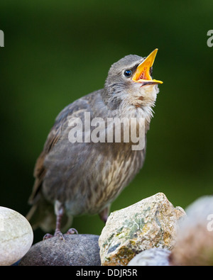 Commun juvénile etourneau sansonnet (sturnus vulgaris) debout sur un rocher, appelant à l'alimentation Banque D'Images