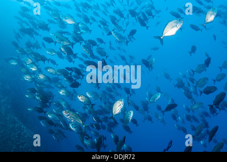 Cottonmouth jacks, Uraspis helvola, Roca Partida, archipel Revillagigedos, Pacifique Banque D'Images