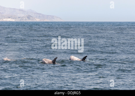 Les dauphins de Risso, Grampus griseus, Mer de Cortez, Mexique, Îles Camee Pacific Banque D'Images