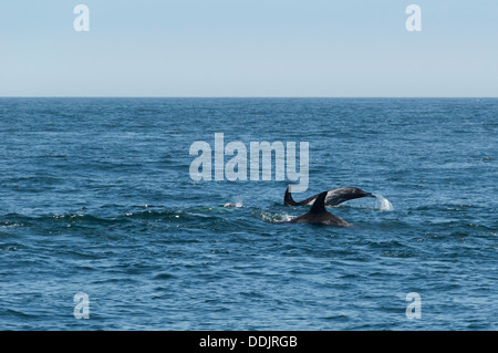 Les dauphins de Risso, Grampus griseus, Mer de Cortez, Mexique, Îles Camee Pacific Banque D'Images