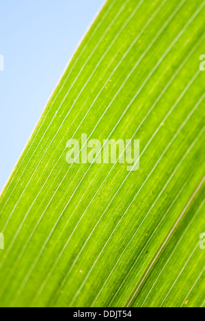 Vu du dessous des feuilles de maïs Banque D'Images