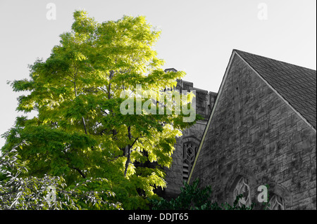 Arbre vert de couleur sélective et Ryerson United Church (Pacific Spirit United Church) , Kerrisdale, Vancouver, C.-B., Canada Banque D'Images