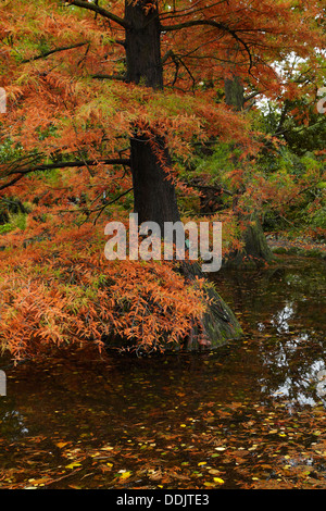 Cypress Swamp à l'automne, les Jardins Botaniques, Hagley Park, Christchurch, Canterbury, île du Sud, Nouvelle-Zélande Banque D'Images