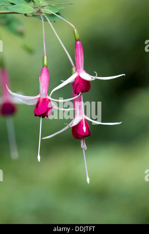 Fleurs rose fuchsia sur fond flou libre Banque D'Images