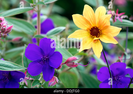 La princesse mauve colorés de fleurs et de Marguerite jaune en fleur au cours de l'été Historique Banque D'Images