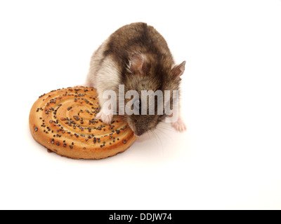 Hamster et les cookies sur un fond blanc Banque D'Images