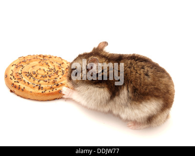 Hamster et les cookies sur un fond blanc Banque D'Images