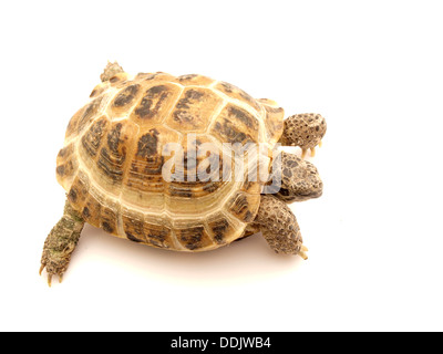 La tortue d'Herman tortue sur un fond blanc Banque D'Images