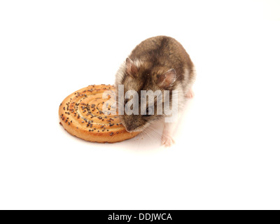 Hamster et les cookies sur un fond blanc Banque D'Images