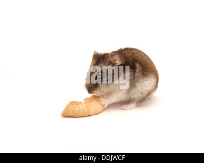 Hamster et les cookies sur un fond blanc Banque D'Images