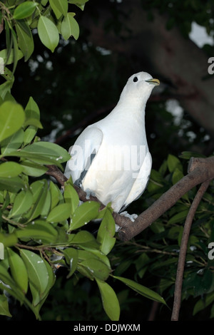 Imperial Torresian Pigeon Pigeon / Torres Strait / Muscade- Ducula spilorrhoa Pigeon - Famille Colombidés Banque D'Images