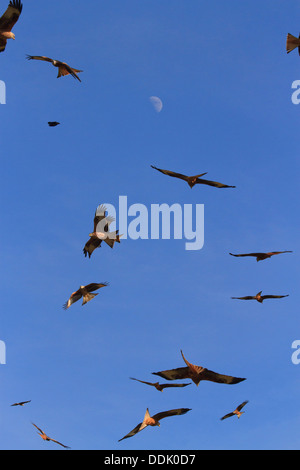 Le Milan royal (Milvus milvus) troupeau, en vol, avec la lune, rassemblement autour d'un centre de distribution de la Raymondie, Powys, Pays de Galles. Février. Banque D'Images
