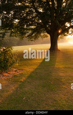 Abington, Northampton, Royaume-Uni. 4e Septembre, 2013. Brume matinale brûlant comme le soleil se lève sur l'un des plus grands parcs dans le Northamptonshire, la promesse d'une autre belle journée à venir. Credit : Keith J Smith./Alamy Live News Banque D'Images