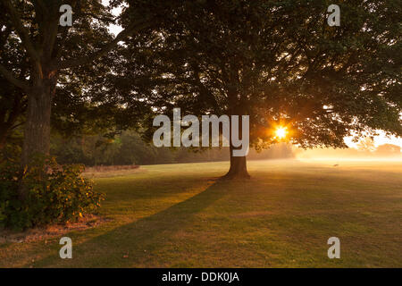 Abington, Northampton, Royaume-Uni. 4e Septembre, 2013. Brume matinale brûlant comme le soleil se lève sur l'un des plus grands parcs dans le Northamptonshire, la promesse d'une autre belle journée à venir. Credit : Keith J Smith./Alamy Live News Banque D'Images