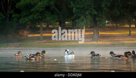Abington, Northampton, Royaume-Uni. 4e Septembre, 2013. Brume matinale brûlant comme le soleil se lève sur l'un des plus grands parcs dans le Northamptonshire, la promesse d'une autre belle journée à venir. Credit : Keith J Smith./Alamy Live News Banque D'Images