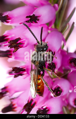 L'homme abeille coucou Fabricius' Nomad (abeille Nomada fabriciana) se nourrissant sur une fleur d'Erica dans un jardin. Powys, Pays de Galles. Avril. Banque D'Images