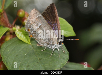 Papillon Porte-queue violette (Favonius quercus) de nourriture et la poser sur une feuille Banque D'Images